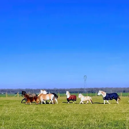 D'hotes Au Haras D'agathe Et Ses Princes