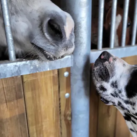 Bed and breakfast D'hotes Au Haras D'agathe Et Ses Princes Les Barils